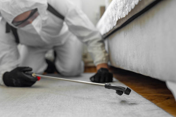 Professional Bed Bug Control technician working in Lakewood, IL